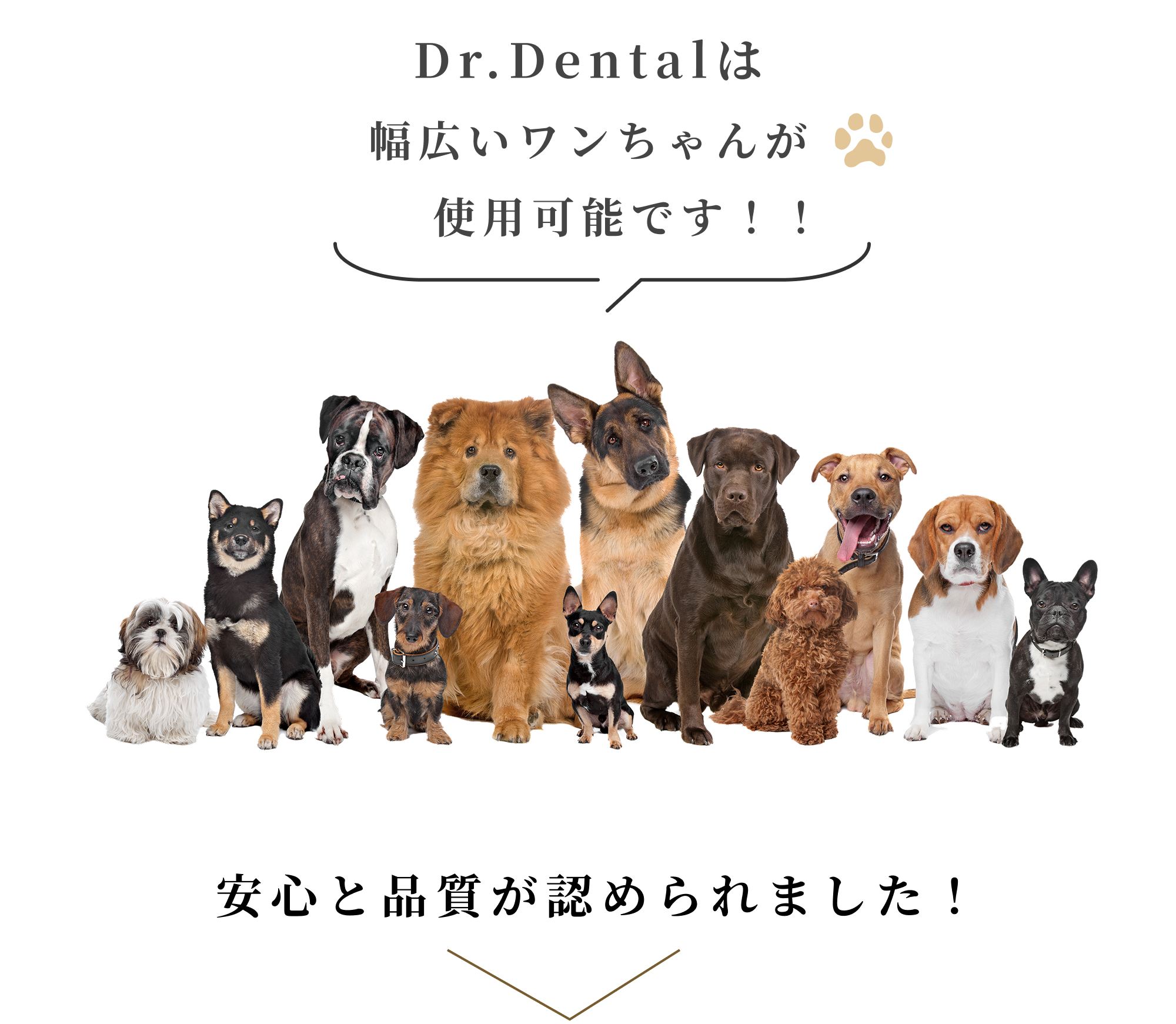 Dr.Dentalは幅広いワンちゃんが使用可能です！！